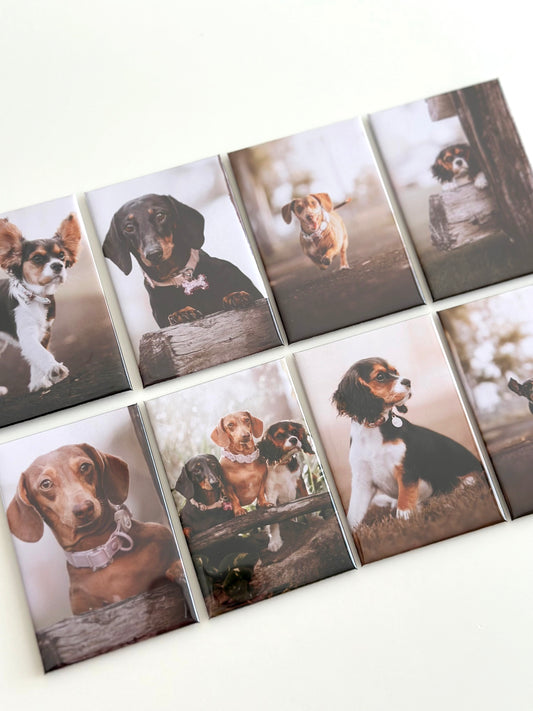 Magnet Story x Pawspective Photography